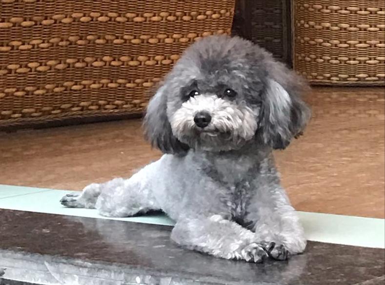 泰迪有点反常怎么回事,泰迪哪些动作说明生病