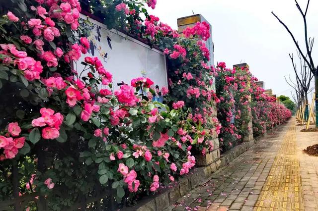 藤本月季不搭架可以爬墙吗,藤本月季放楼顶往下爬墙可以吗