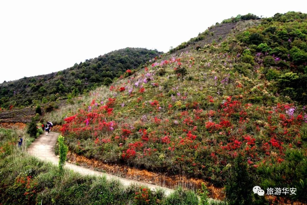 春风十里不如你，我在华安等着您