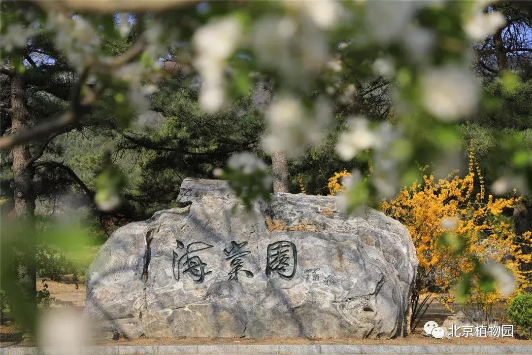 中国科学院植物研究所北京植物园,北京植物园有牡丹花还有什么花