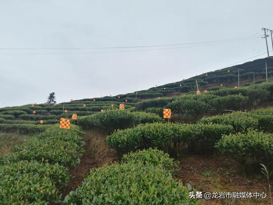 厉害了!这群人让水仙茶香飘四海