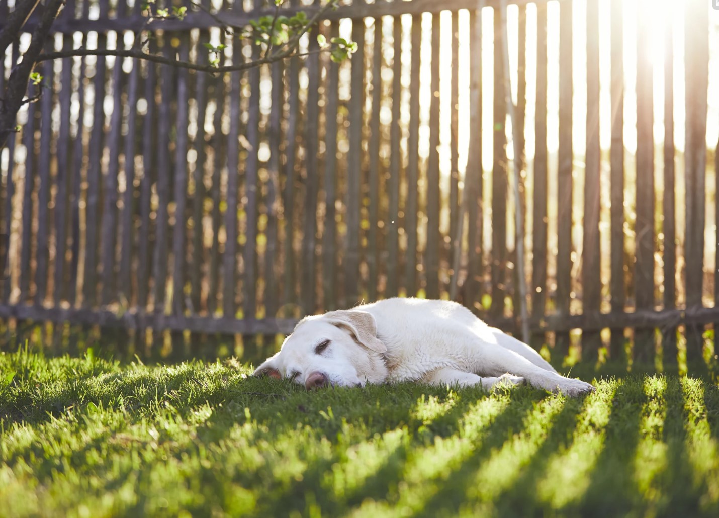 狗狗睡觉的最佳方法,狗狗睡觉姿势大揭秘
