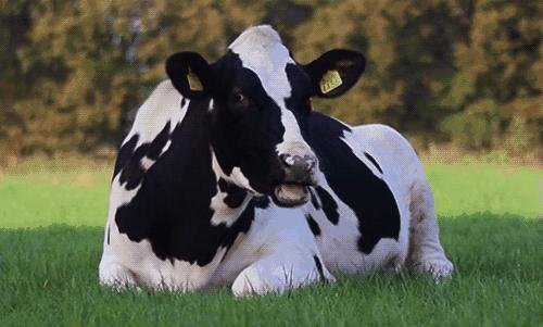 奶牛习惯性流产怎么预防,奶牛隐性流产