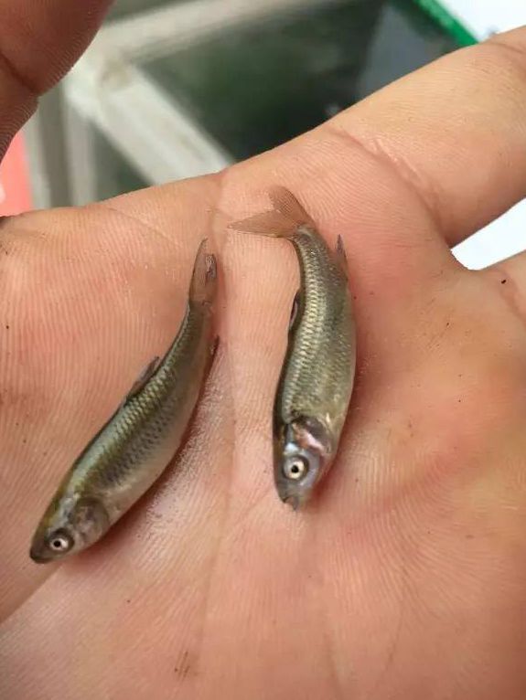 白头白嘴现象,白头白尾什么病