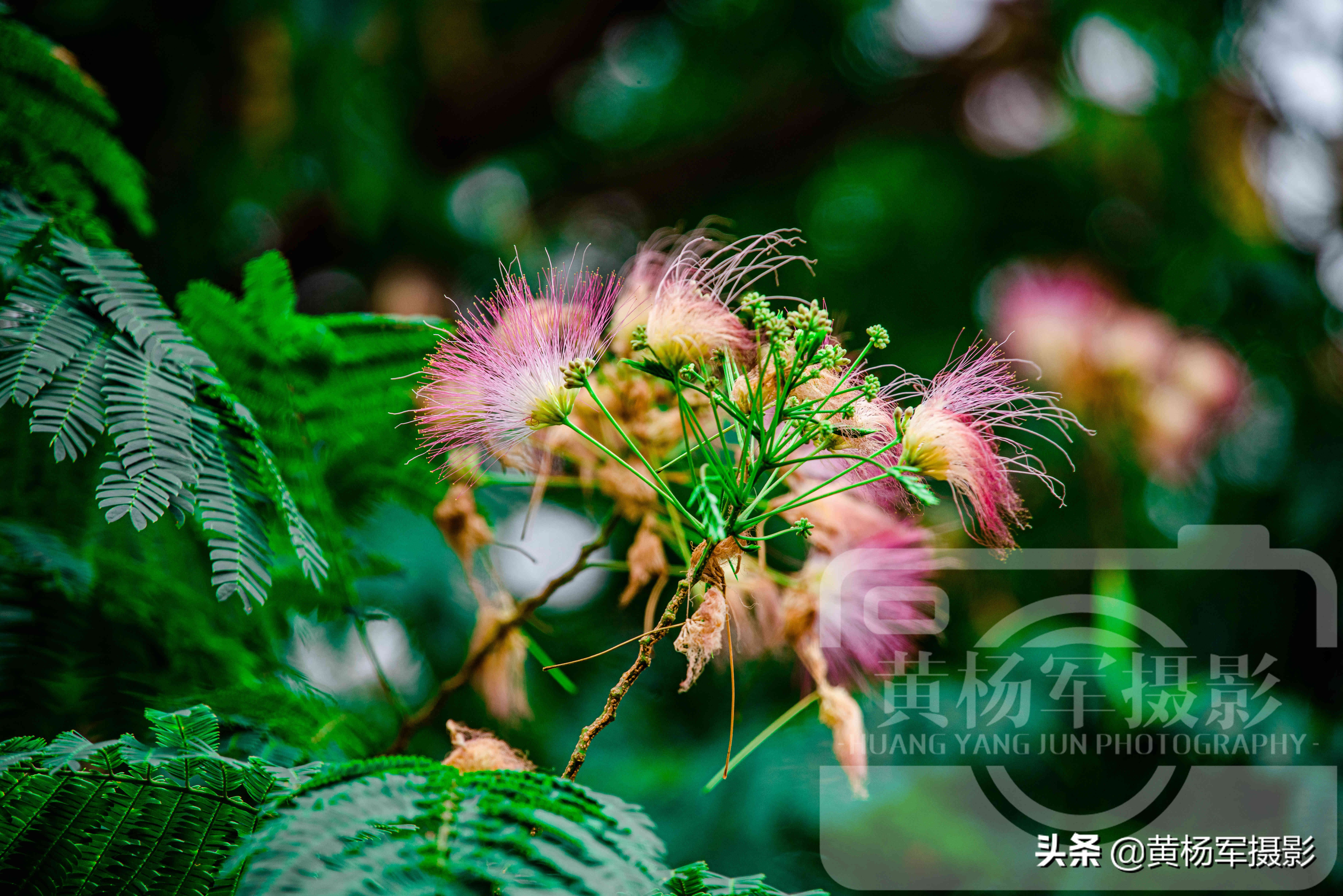 六月美丽盛开的*欢合**花，娇艳的花朵绽放在绿叶间