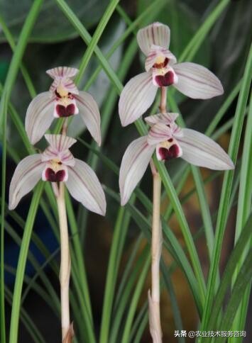 兰花识别,兰花识别看叶方法