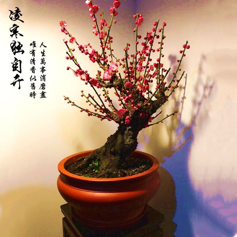 红梅盆景冬季需要施肥吗,红梅高档盆景