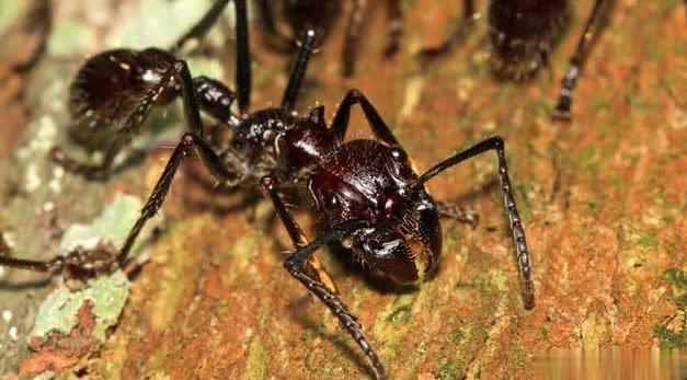 亚马逊森林陆地十大危险巨型动物,真实的亚马逊原始森林大型动物