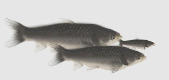 野钓鱼身上有没有寄生虫怎么看,钓上来的鱼会不会有寄生虫