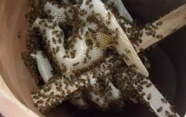 早知道早收益的小知识,蜜蜂养殖技术赚钱吗