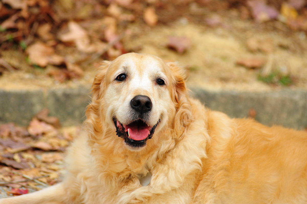 选金毛的时候排除什么，10个部位挑个好金毛，送给即将养金毛的人