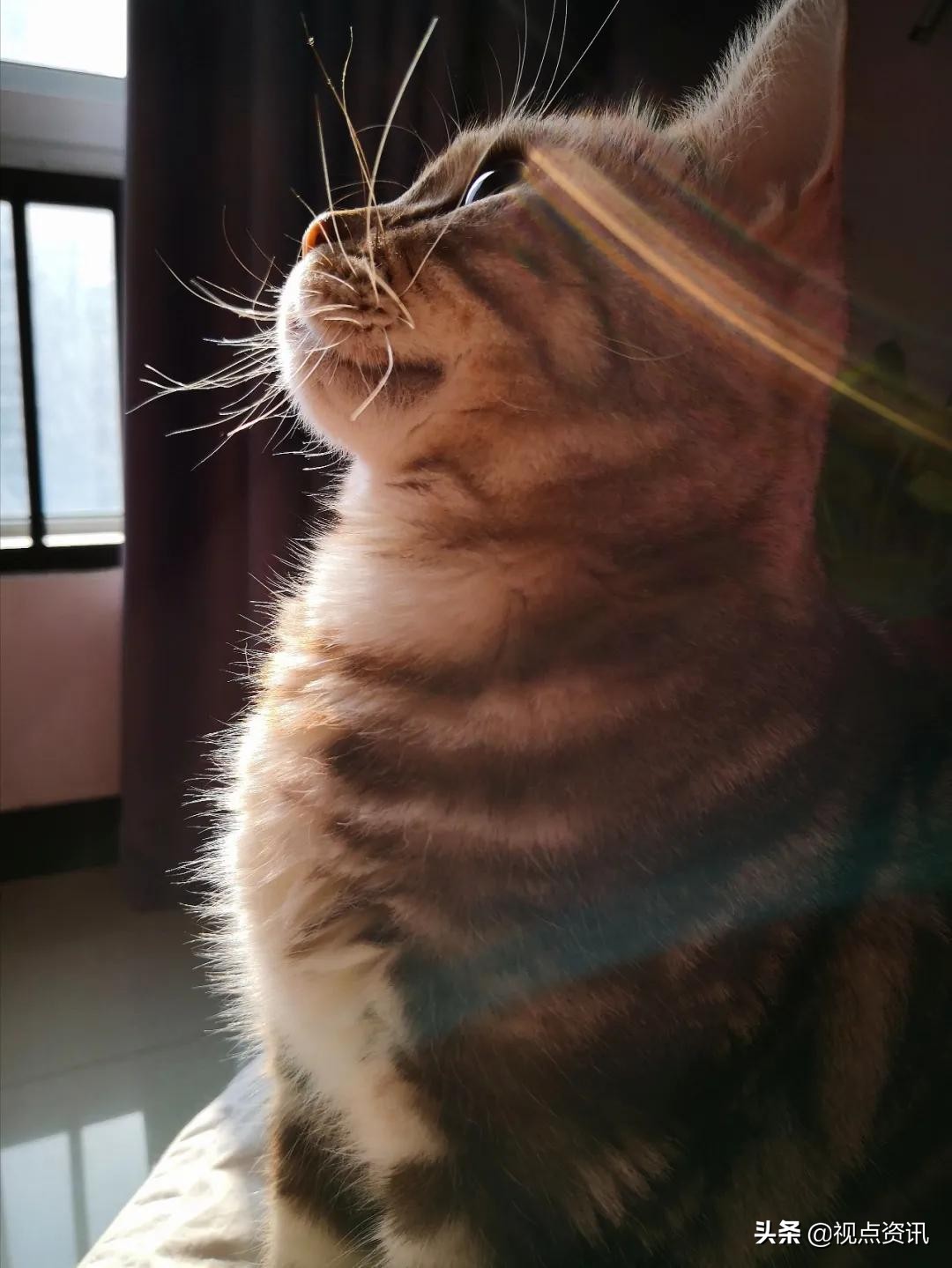 彩色的梦书法家,彩色的梦清华附小