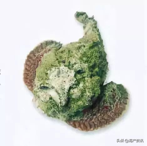 40种常见淡水鱼,45种常见海鱼名称