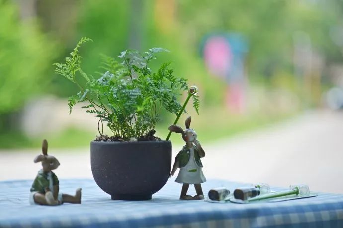 驱蚊草真的可以驱蚊子吗,驱蚊草能治蚊虫吗