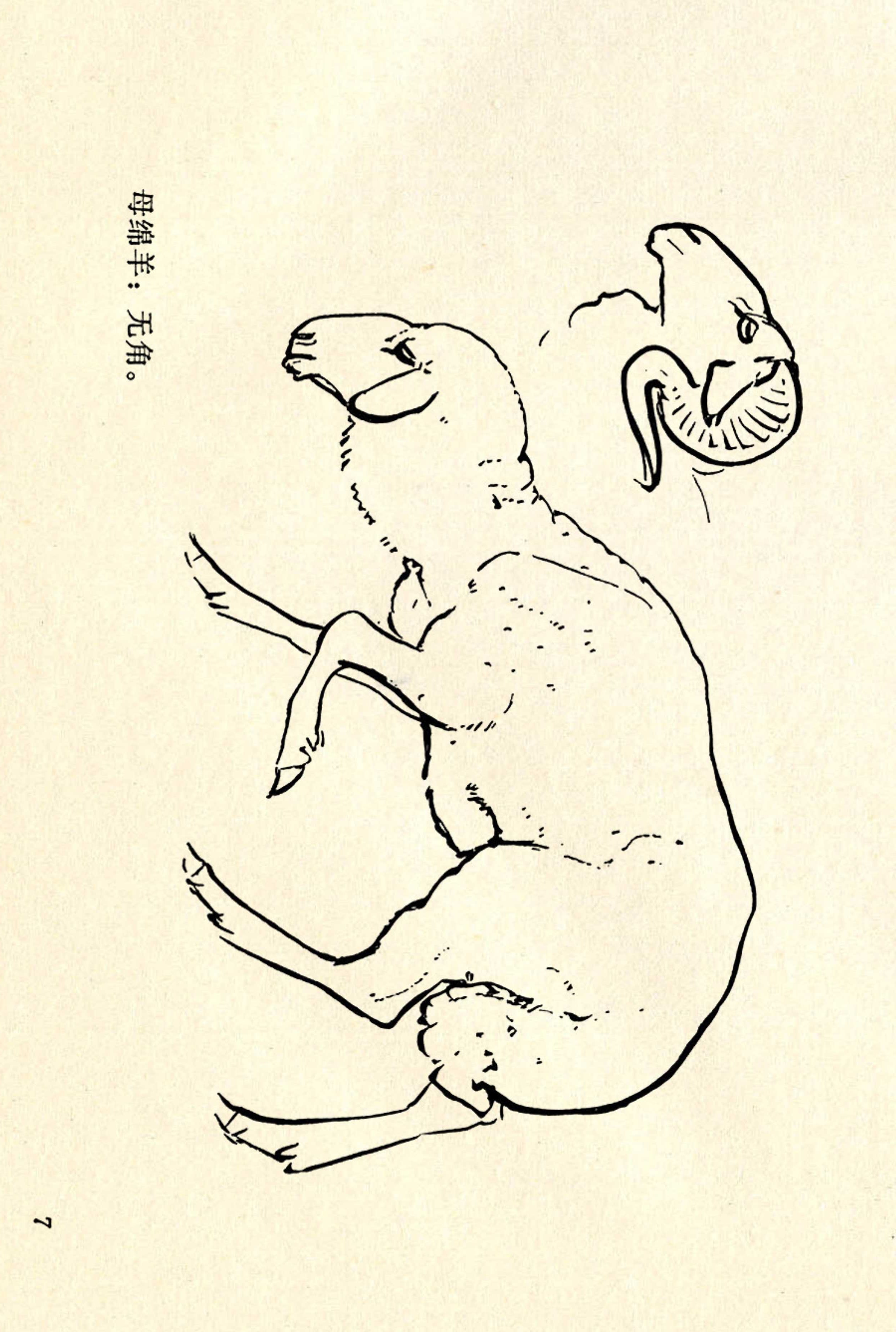 刘继卣画的学习方法,刘继卣动物插画