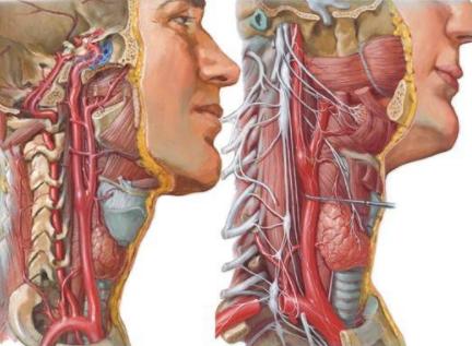 运动耳鸣眼花头晕怎么回事,头晕耳鸣眼花怎么锻炼