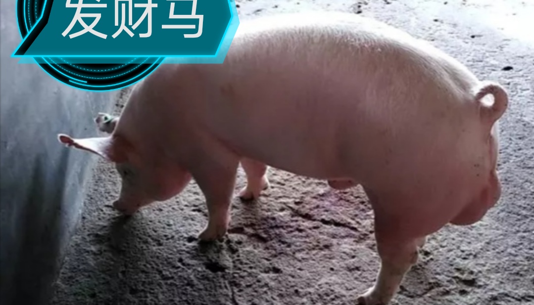 母猪妊娠期的饲养管理视频,母猪妊娠期的饲养管理