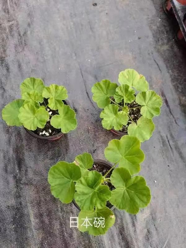 阳台天竺葵容易爆花品种,天竺葵最能开花的品种