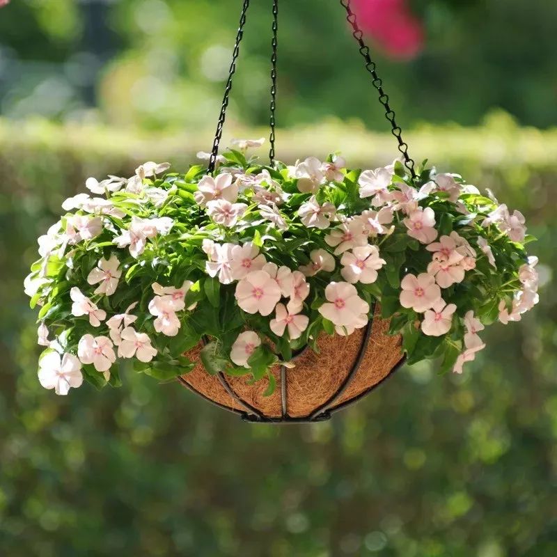 懒人室内养花就养4款开花机器,懒人专属开花机器花儿天天开爆盆