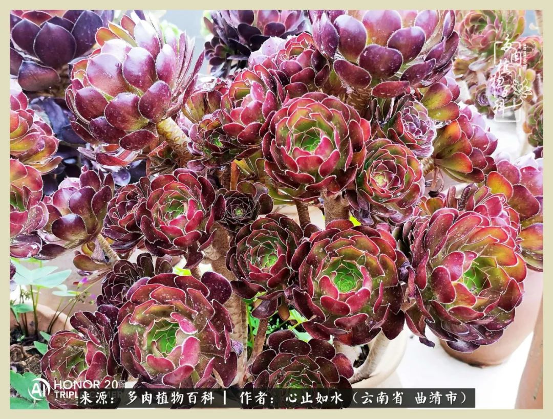 感谢陪伴感恩所有的遇见,让每个人都能感受到多肉的美好