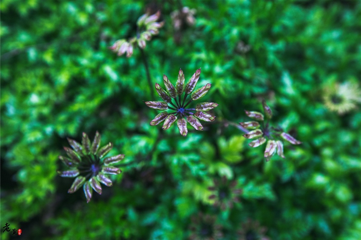 石柱黄连与川黄连,石柱黄连和雅安黄连