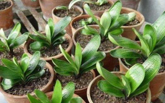 君子兰高端大气观叶观花盆栽,精品君子兰室内桌面观花小盆景