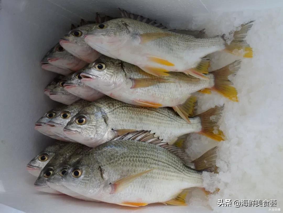 黄翅鱼如何分辨野生和养殖 (怎么看黄翅鱼是不是野生的)