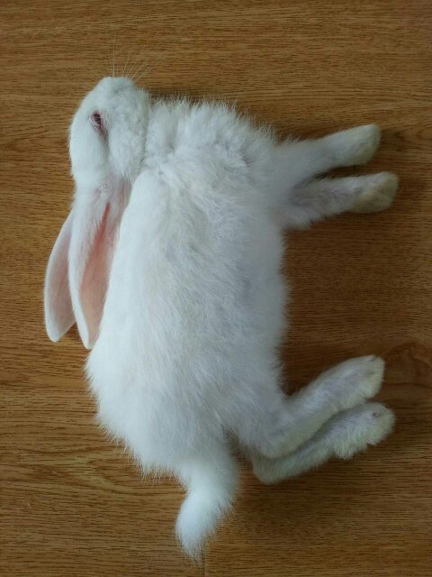 关于兔子有什么迷信吗,兔子误区