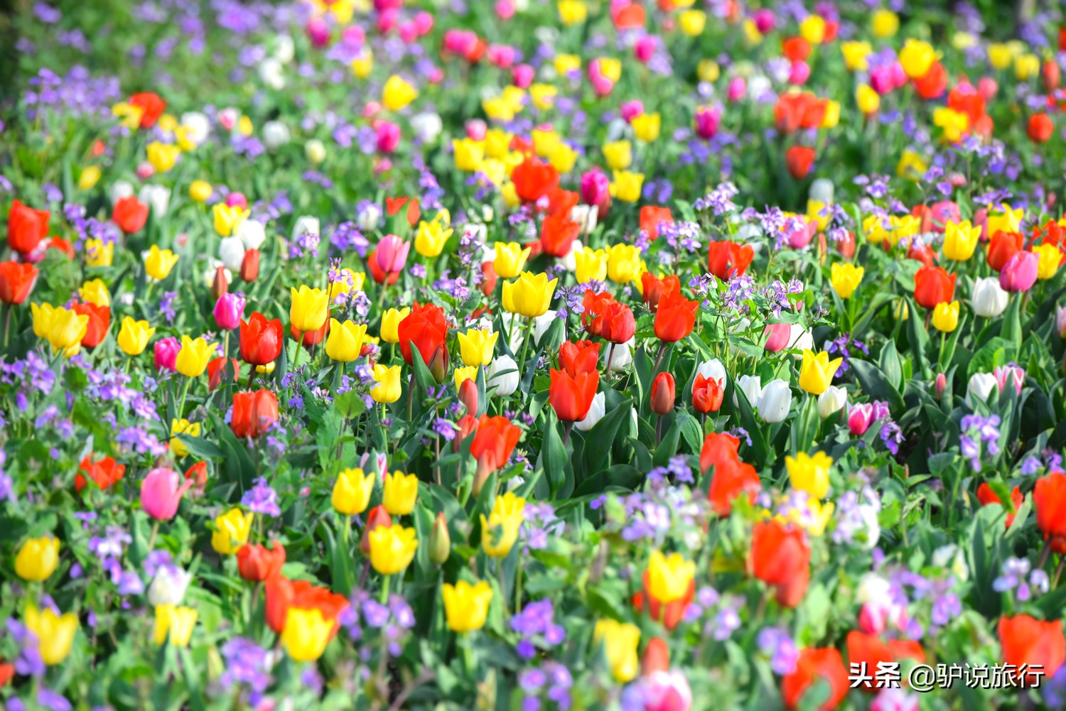 郁金香中国,中国郁金香第一花海