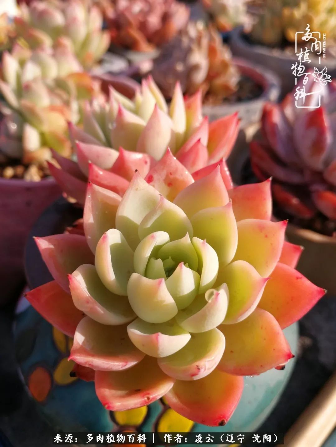 秋闲赏多肉，话育儿，亲生的自家娃，总有一刻让你怦然心动