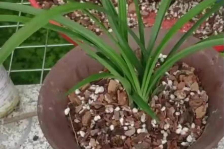 兰花烂根有什么方法可以救,兰花烂根怎么办才能快速恢复