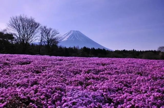 日本冷门知识200例,日本有趣的小知识