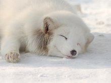 北极狐是什么动物,最壮观的北极狐