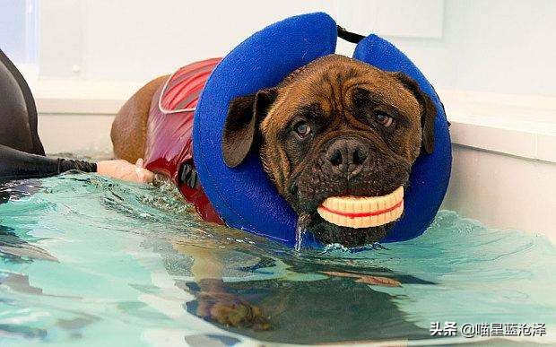 宠物spa的六大好处,宠物spa水疗