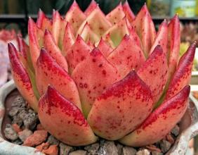 从于汉超到新球场，许家印做得这一步实在太高了