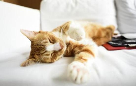 外出七天猫咪怎么安置,假期猫咪独自在家猫砂怎么处理