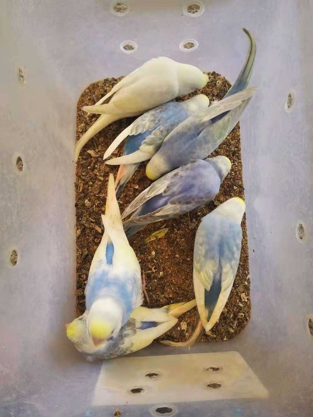 新手养哪种鹦鹉好养,新手养鹦鹉养一只还是一对