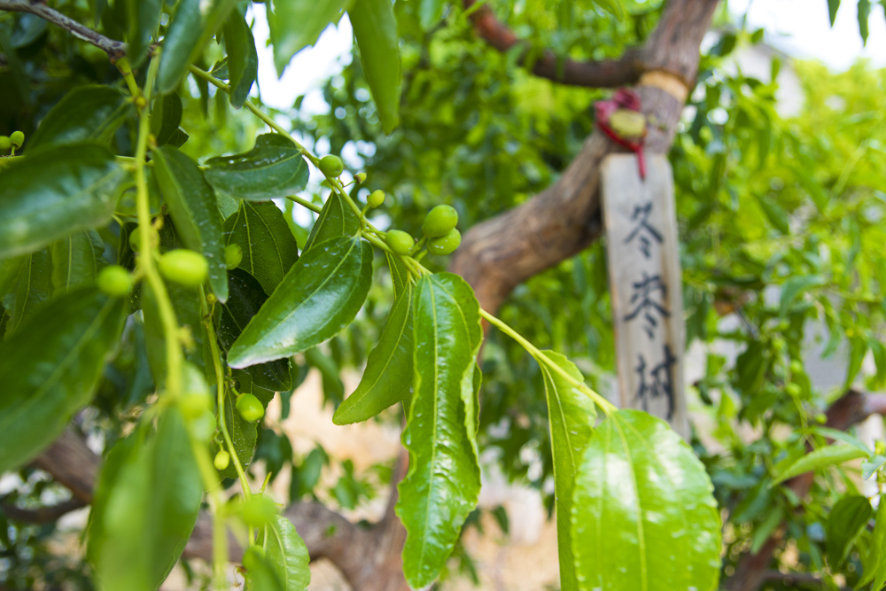 #毕业旅行啦#石家庄慧灯庄园，夏日里寓教于乐爽歪歪