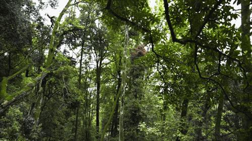 武大师兄弟复活湘西秘境，1块钱就能入股