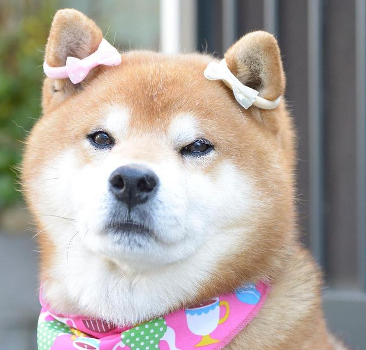 柴犬增肥推荐吃什么狗粮,柴犬太瘦怎么增肥