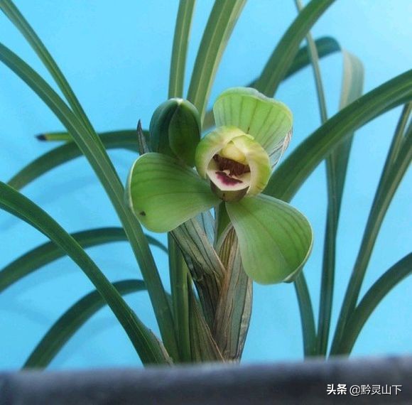 贵州开阳野生兰花品种,兰花贵州红图片