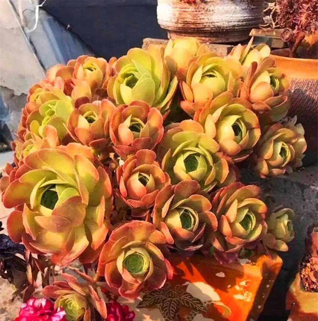 多肉法师韶羞现在能摘心吗,韶羞法师和荷兰玫瑰法师的区别