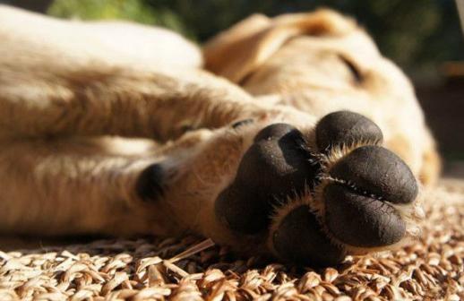 怎么判断狗狗断尾断成功了,如何判断狗狗断腿