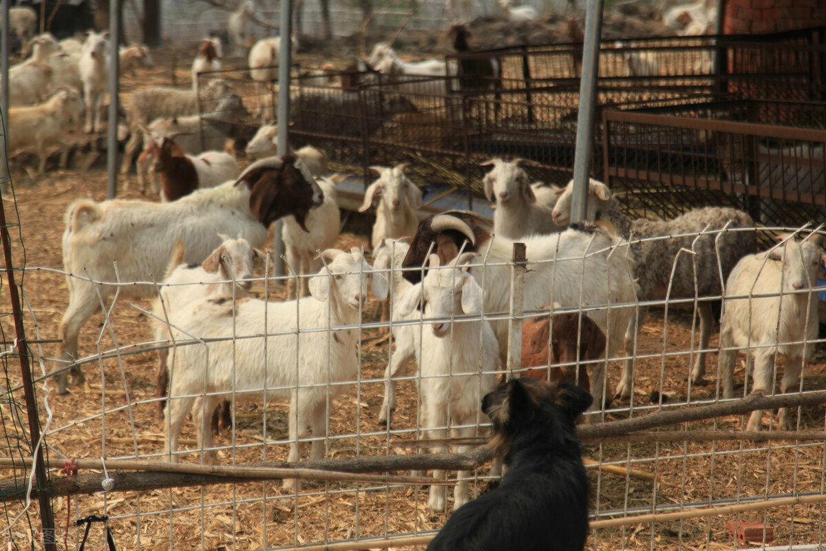 养羊每天吃多少小苏打和盐,养羊每天喂多少料为正确