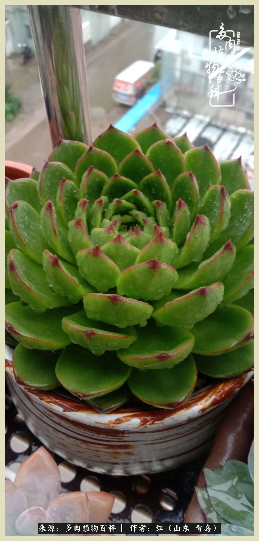 度夏多肉秋天发根,度夏坚强活下来的肉肉们