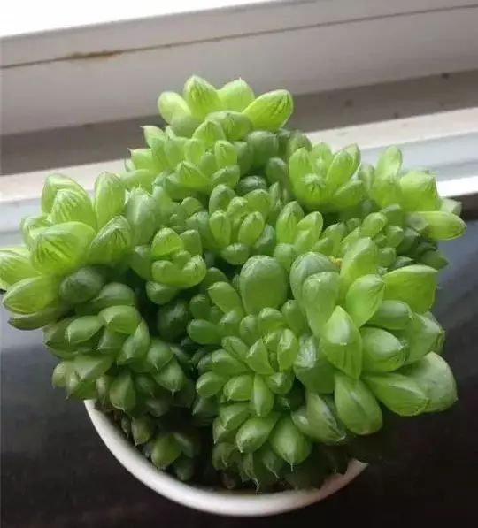 多肉早安图片大全,多肉大全100图