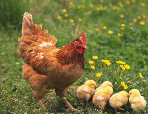 蛋鸡的屁股脱肛了怎么治,产蛋鸡脱肛如何防治