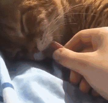 猫咪被陌生的狗舔了什么感受,被猫咪舔手指头是什么感觉