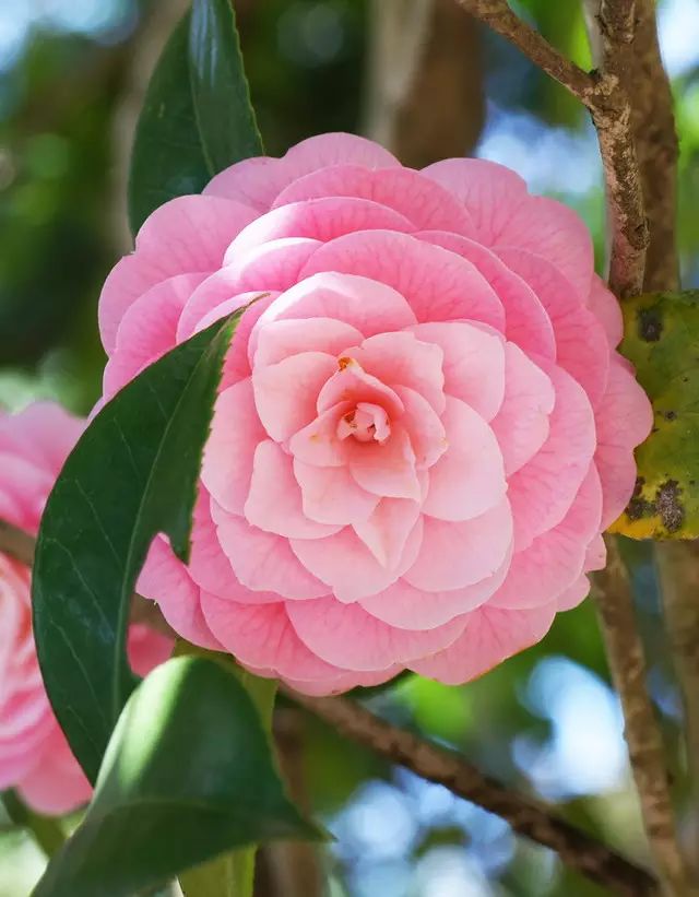 中国十大名花惊艳千年,中国十大名花美极了