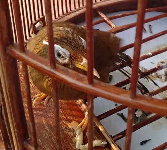 画眉鸟战后怎么处理,画眉鸟生病了最好的治疗方法